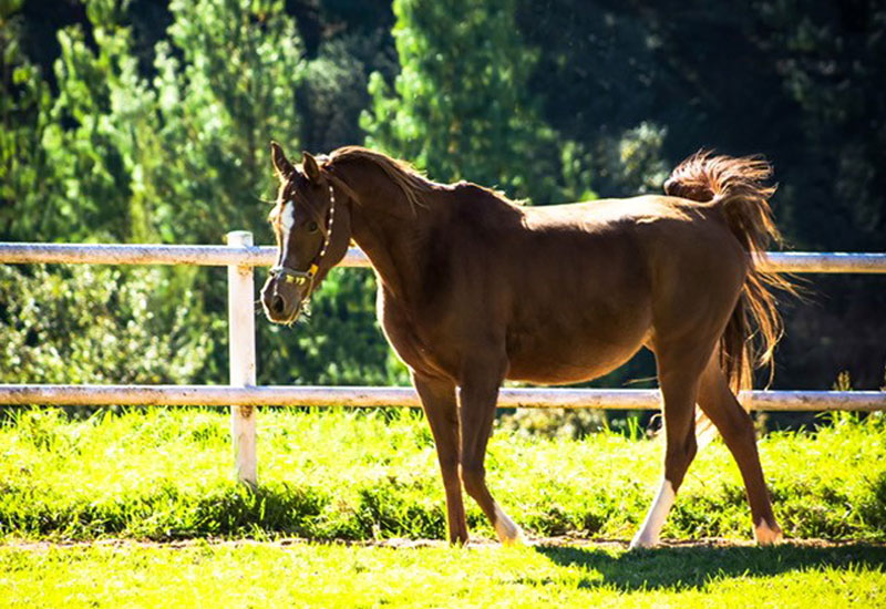 Sireset Amber Shamira