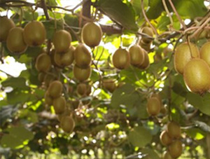 kiwi